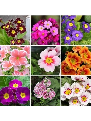 Day 100'lü 10 Farklı Renk Primula Çiçek Tohumu + 10'lu Kırmızı Pampas Çiçeği Tohumu