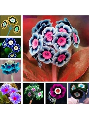 Day 50'li 10 Farklı Renk Çuha Çiçek Tohumu + 10'lu Kırmızı Pampas Çiçeği Tohumu