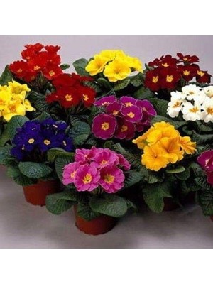 Day 10'lu 10 Farklı Renk Çuha Çiçek Tohumu + 10'lu Kırmızı Pampas Çiçeği Tohumu