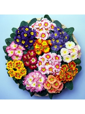 Day 50'li 10 Farklı Renk Primula Çiçek Tohumu + 10'lu Kırmızı Pampas Çiçeği Tohumu