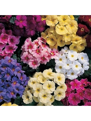 Day 25'li 10 Farklı Renk Çuha Çiçek Tohumu + 10'lu Kırmızı Pampas Çiçeği Tohumu