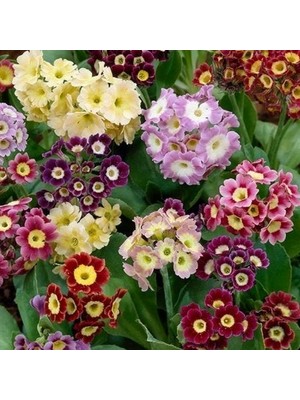 Day 10'lu 10 Farklı Renk Primula Çiçek Tohumu + 10'lu Kırmızı Pampas Çiçeği Tohumu