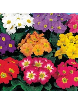 Day 25'li 10 Farklı Renk Primula Çiçek Tohumu + 10'lu Kırmızı Pampas Çiçeği Tohumu