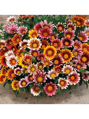 Day 100 Adet Karışık Renk Gazania Flower Çiçeği Tohumu + 10 Adet  K.renk Pampas Çiçek Tohumu