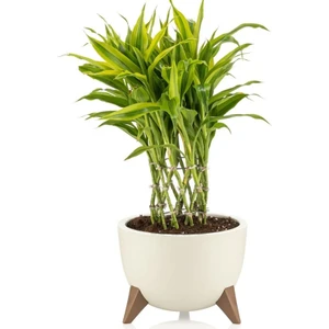 EminHome Alya Plastik Ufo Ayaklı Saksı Küçük Boy 19.5X14.5 cm 2 Lt