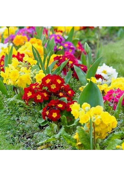 25'li 10 Farklı Renk Primula Çiçek Tohumu + 10'lu Kırmızı Buz Çiçeği Tohumu