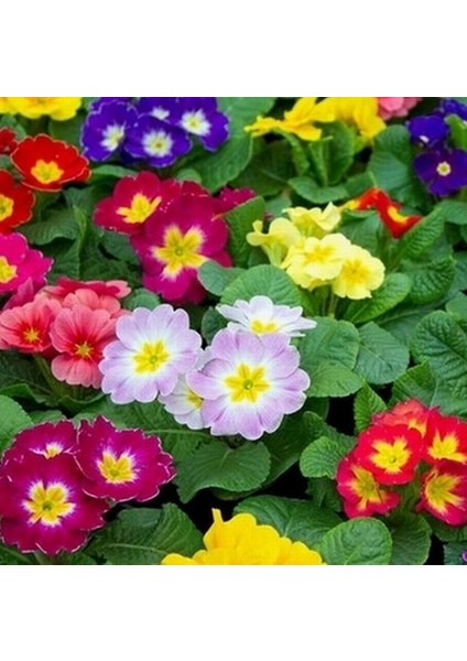 100'lü 10 Farklı Renk Primula Çiçek Tohumu + 10'lu Kırmızı Buz Çiçeği Tohumu