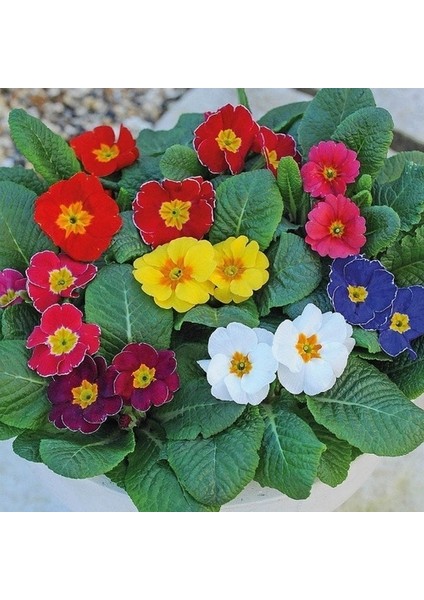 100'lü 10 Farklı Renk Primula Çiçek Tohumu + 10'lu Kırmızı Menekşe Çiçeği Tohumu