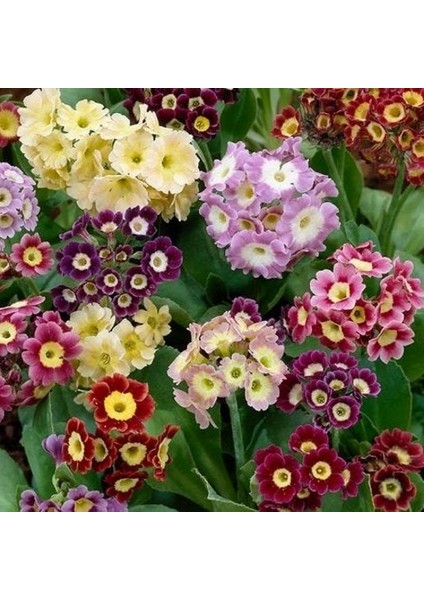 10'lu 10 Farklı Renk Primula Çiçek Tohumu + 10'lu Kırmızı Kaktüs Çiçeği Tohumu
