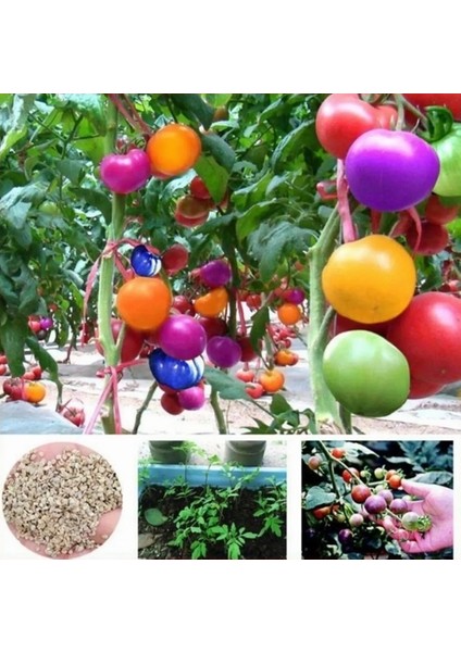 10'lu 10 Farklı Renk Primula Çiçek Tohumu + 10'lu Kırmızı Domates Tohumu