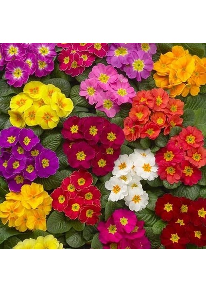100'lü 10 Farklı Renk Primula Çiçek Tohumu + 10'lu Kırmızı Pampas Çiçeği Tohumu