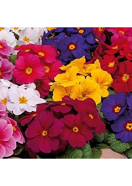 50'li 10 Farklı Renk Primula Çiçek Tohumu + 10'lu Kırmızı Zambak Çiçek Tohumu