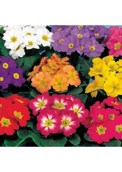 25'li 10 Farklı Renk Primula Çiçek Tohumu + 10'lu Kırmızı Zambak Çiçek Tohumu