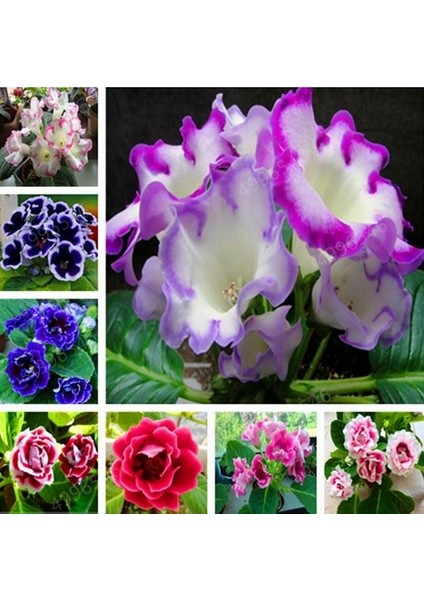 10'lu 10 Farklı Renk Primula Çiçek Tohumu + 10'lu Kırmızı Gloksinya Çiçeği Tohumu