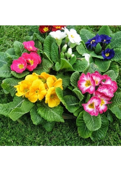 50'li 10 Farklı Renk Primula Çiçek Tohumu + 10'lu Kırmızı Flamingo Çiçeği Tohumu