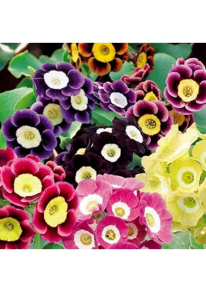 25'li 10 Farklı Renk Primula Çiçek Tohumu + 10'lu Kırmızı Flamingo Çiçeği Tohumu