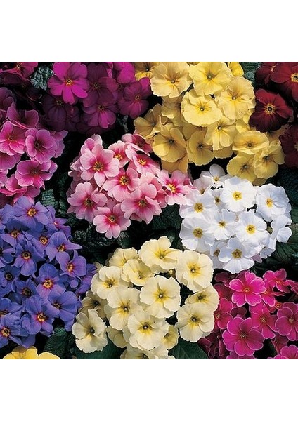 10'lu 10 Farklı Renk Primula Çiçek Tohumu + 10'lu Kırmızı Begonya Çiçeği Tohumu