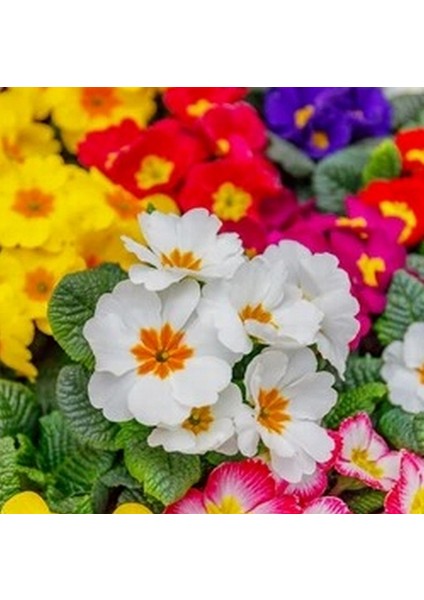 50'li 10 Farklı Renk Primula Çiçek Tohumu + 10'lu Kırmızı Dahlia Çiçek Tohumu
