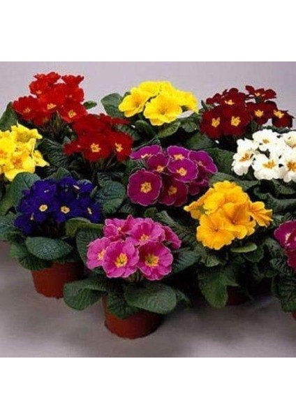 10'lu 10 Farklı Renk Primula Çiçek Tohumu + 10'lu Kırmızı Guzmanya Çiçeği Tohumu