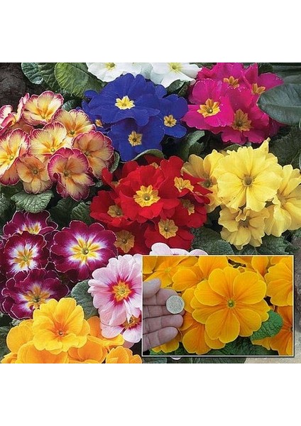 25'li 10 Farklı Renk Primula Çiçek Tohumu + 10'lu Kırmızı Guzmanya Çiçeği Tohumu