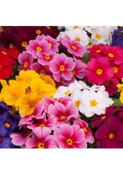 10'lu 10 Farklı Renk Primula Çiçek Tohumu + 10'lu Kırmızı Gloksinya Çiçeği Tohumu