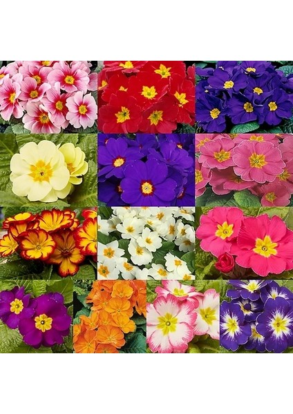 25'li 10 Farklı Renk Primula Çiçek Tohumu + 10'lu Kırmızı Guzmanya Çiçeği Tohumu