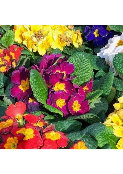 10'lu 10 Farklı Renk Primula Çiçek Tohumu + 10'lu Kırmızı Guzmanya Çiçeği Tohumu