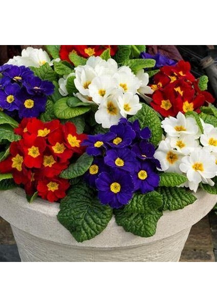 25'li 10 Farklı Renk Primula Çiçek Tohumu + 10'lu Kırmızı Guzmanya Çiçeği Tohumu
