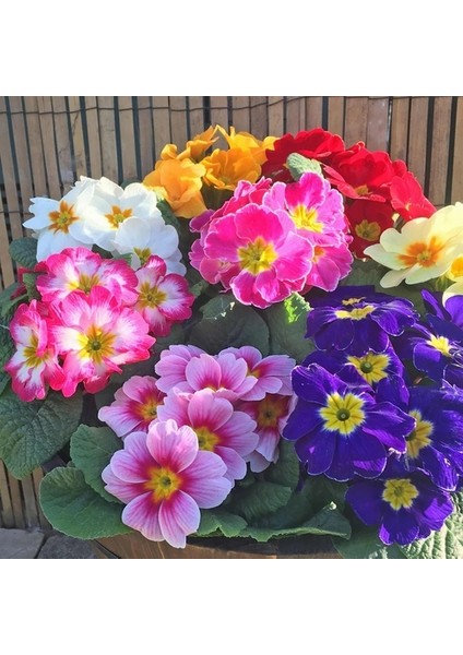 50'li 10 Farklı Renk Primula Çiçek Tohumu + 10'lu Kırmızı Gerbera Çiçek Tohumu