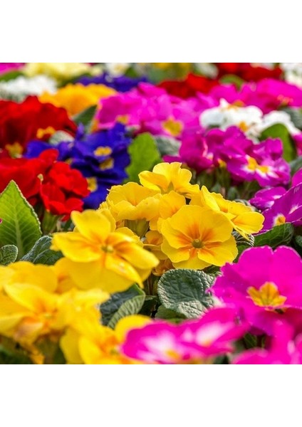 10'lu 10 Farklı Renk Primula Çiçek Tohumu + 10'lu Kırmızı Dahlia Yıldız Tohumu