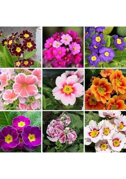 100'lü 10 Farklı Renk Primula Çiçek Tohumu + 10'lu Kırmızı Guzmanya Çiçeği Tohumu