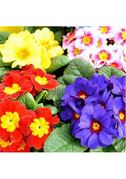 25'li 10 Farklı Renk Primula Çiçek Tohumu + 10'lu Kırmızı Flamingo Çiçeği Tohumu