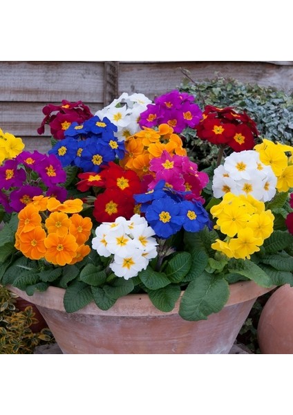 25'li 10 Farklı Renk Primula Çiçek Tohumu + 10'lu Kırmızı Flamingo Çiçeği Tohumu