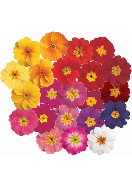 10'lu 10 Farklı Renk Primula Çiçek Tohumu + 10'lu Kırmızı Flamingo Çiçeği Tohumu