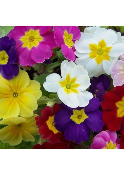 100'lü 10 Farklı Renk Primula Çiçek Tohumu + 10'lu Kırmızı Antoryum Çiçeği Tohumu