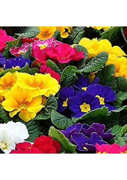 100'lü 10 Farklı Renk Primula Çiçek Tohumu + 10'lu Kırmızı Orkide Çiçeği Tohumu