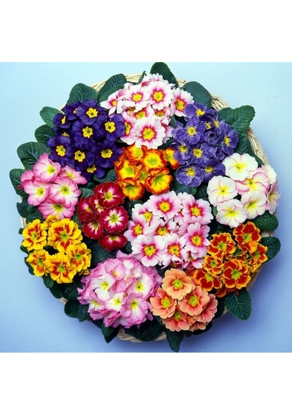 10'lu 10 Farklı Renk Primula Çiçek Tohumu + 10'lu Kırmızı Pampas Çiçeği Tohumu
