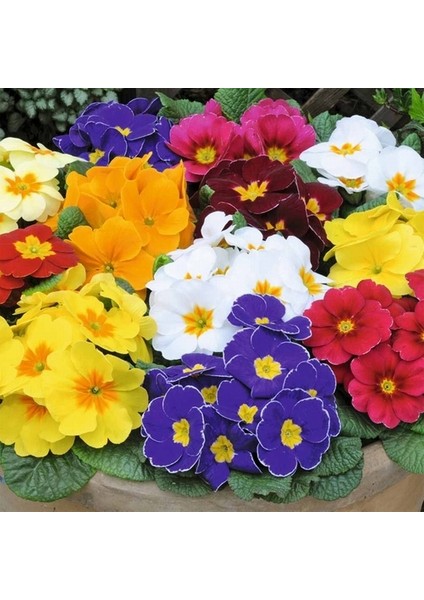 10'lu 10 Farklı Renk Primula Çiçek Tohumu + 10'lu Kırmızı Guzmanya Çiçeği Tohumu