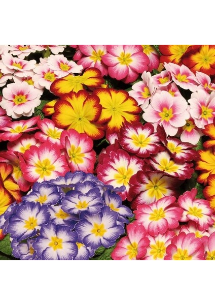 100'lü 10 Farklı Renk Primula Çiçek Tohumu + 10'lu Kırmızı Guzmanya Çiçeği Tohumu