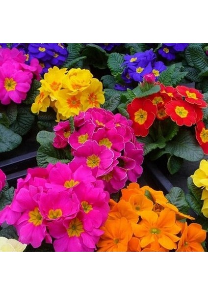 100'lü 10 Farklı Renk Primula Çiçek Tohumu + 10'lu Kırmızı Guzmanya Çiçeği Tohumu