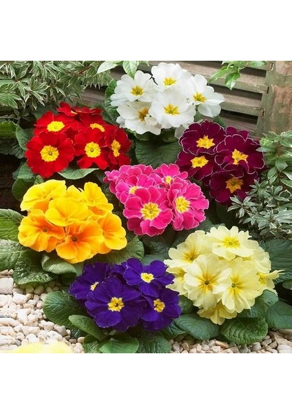 100'lü 10 Farklı Renk Primula Çiçek Tohumu + 10'lu Kırmızı Guzmanya Çiçeği Tohumu