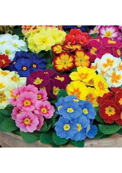 10'lu 10 Farklı Renk Primula Çiçek Tohumu + 10'lu Kırmızı Guzmanya Çiçeği Tohumu