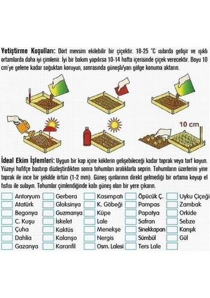 50'li Karışık Renk Gazanya Çiçeği Tohumu + 10'lu Kırmızı Gül Çiçek Tohumu