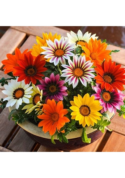 100'lü Karışık Renk Gazania Flower Çiçeği Tohumu + 10'lu Kırmızı Gül Çiçek Tohumu