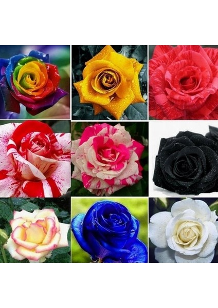 100'lü Karışık Renk Gazania Flower Çiçeği Tohumu + 10'lu Kırmızı Gül Çiçek Tohumu fırsatları