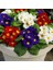 10'lu 10 Farklı Renk Primula Çiçek Tohumu + 10'lu Kırmızı Gerbera Tohumu 1