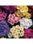 10'lu 10 Farklı Renk Primula Çiçek Tohumu + 10'lu Kırmızı Gerbera Tohumu 1