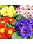 25'li 10 Farklı Renk Primula Çiçek Tohumu + 10'lu Kırmızı Dahlia Çiçek Tohumu 1