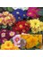 100'lü 10 Farklı Renk Çuha Çiçek Tohumu + 10'lu Kırmızı Gerbera Çiçek Tohumu 1