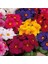 25'li 10 Farklı Renk Çuha Çiçek Tohumu + 10'lu Kırmızı Gerbera Çiçek Tohumu 1